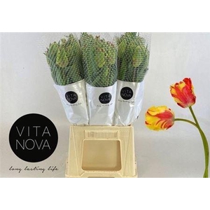 Tu Pa Flaming Parrot