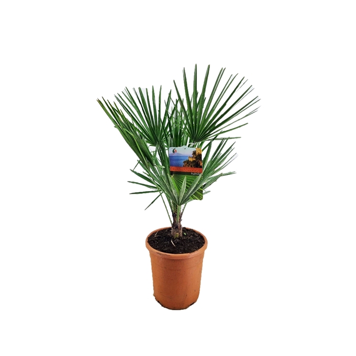 <h4>Chamaerops humilis</h4>