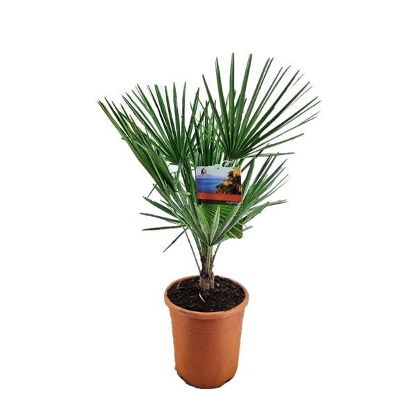 <h4>Chamaerops humilis</h4>