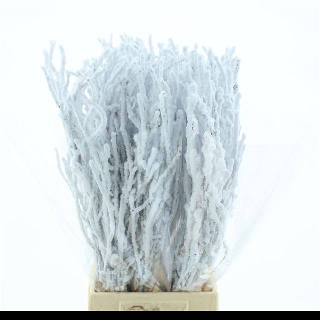<h4>BETULA BS KLB H%</h4>