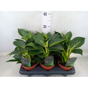 Philodendron   ...