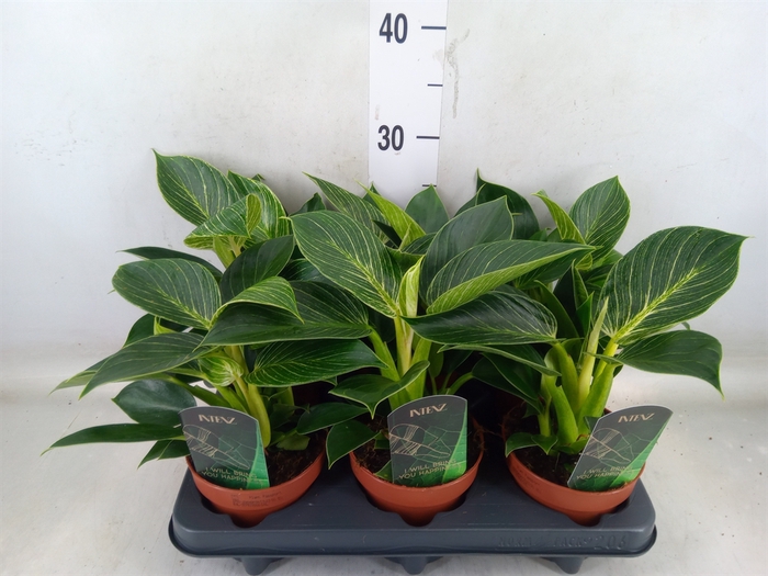 <h4>Philodendron   ...</h4>