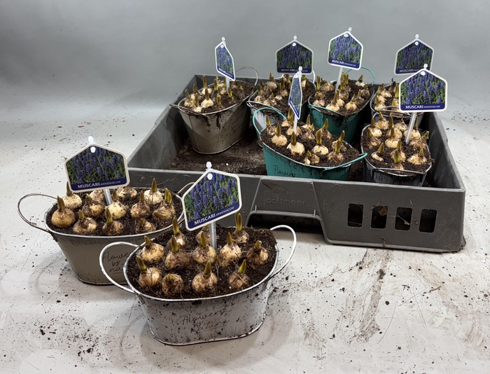 <h4>ARR MUSCARI</h4>