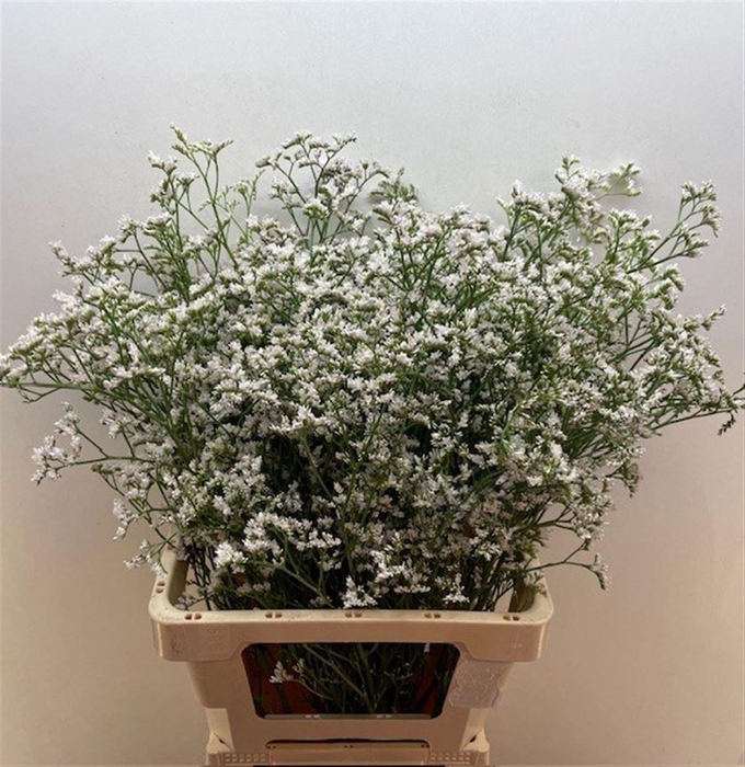 <h4>LIM WHITE NETO</h4>