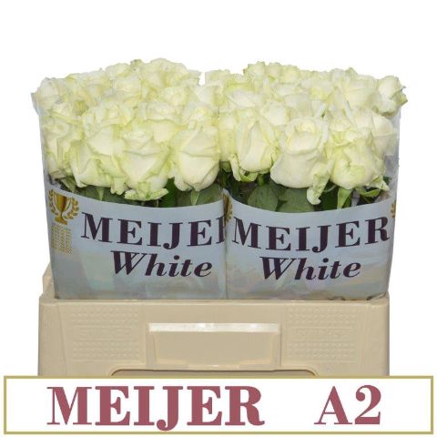 <h4>R Gr Avalanche White A2 Meijer White</h4>