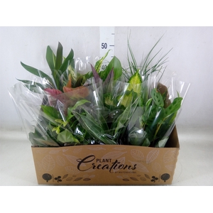 Planten Groen   ...mix 12