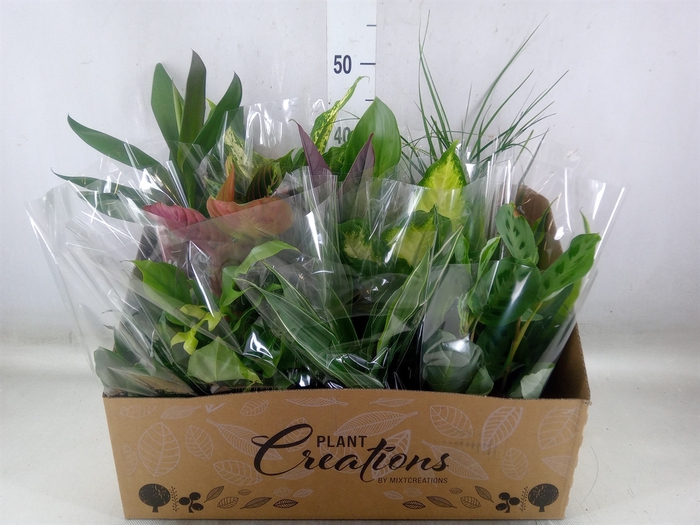 <h4>Planten Groen   ...mix 12</h4>