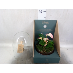 Arr.  Anthurium H%