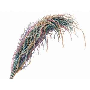 Dried Bleached Amaranthus Caudatus Lolita