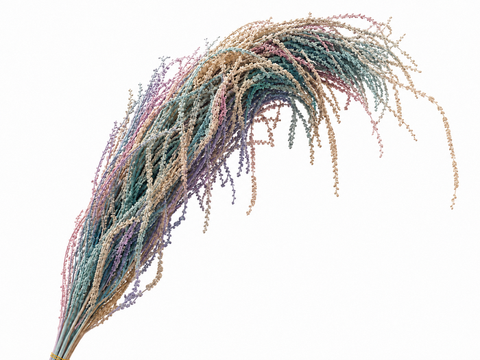 <h4>Dried Bleached Amaranthus Caudatus Lolita</h4>