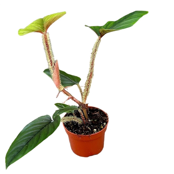 <h4>Philodendron Serpens</h4>