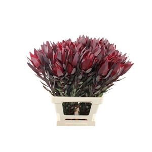 Leucadendron Safari Sunset 70