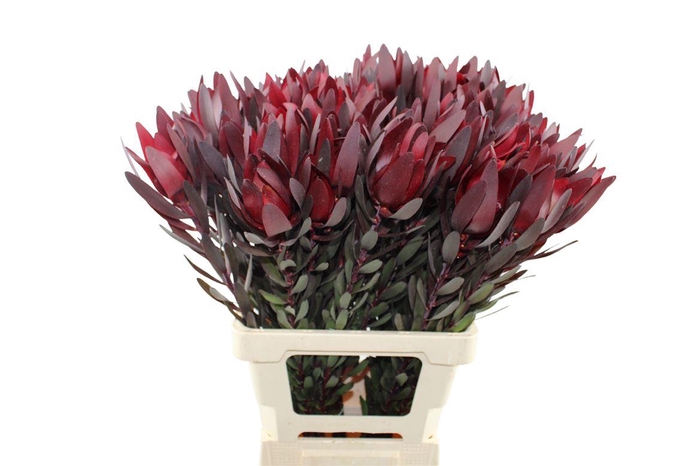 <h4>Leucadendron Safari Sunset 70</h4>