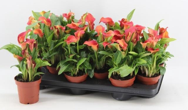 <h4>ZANT CAPT SERANO</h4>