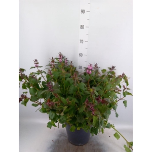 Lamium maculatum 'Pink Pewter'