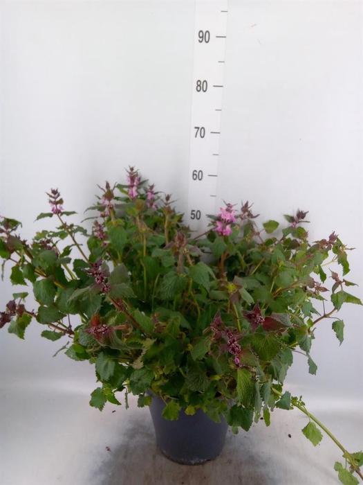 <h4>Lamium maculatum 'Pink Pewter'</h4>