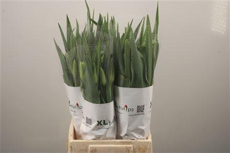 <h4>Tu Fr En White Proud</h4>