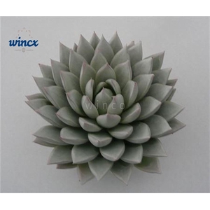 Echeveria Agavoides Paint White Cutflower Wincx-12cm