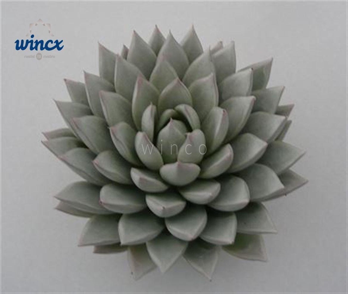 <h4>Echeveria Agavoides Paint White Cutflower Wincx-12cm</h4>