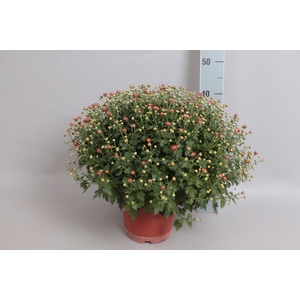 Bolchrysant jasoda Orange