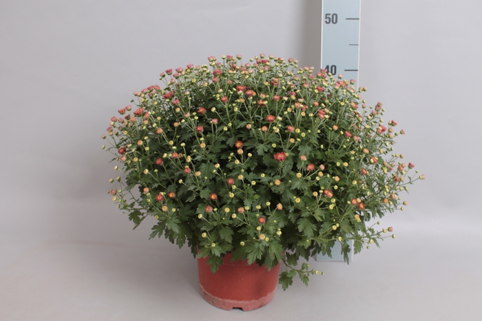 Bolchrysant jasoda Orange