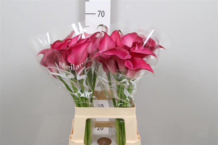 <h4>Zant Pink Jewel</h4>