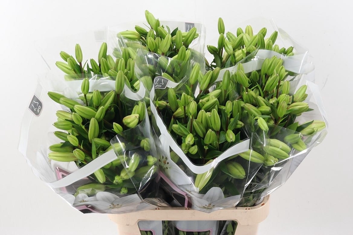 <h4>Li La Litouwen</h4>