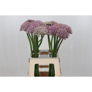 Allium Pink Jewel