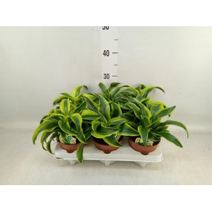 Dracaena frag. 'Tornado'