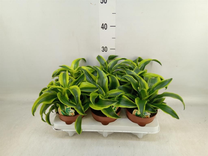 <h4>Dracaena frag. 'Tornado'</h4>