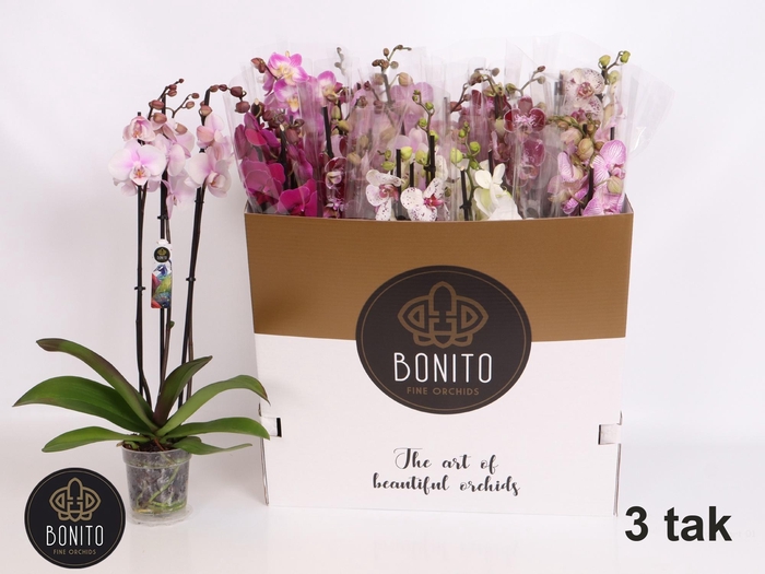 <h4>PHAL GEM 7 KL</h4>