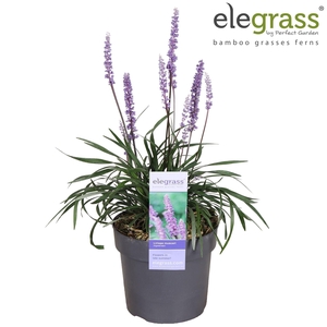 Liriope muscari Ingwersen