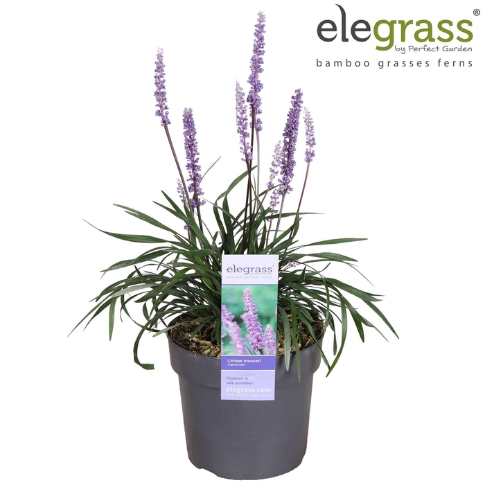 <h4>Liriope muscari Ingwersen</h4>