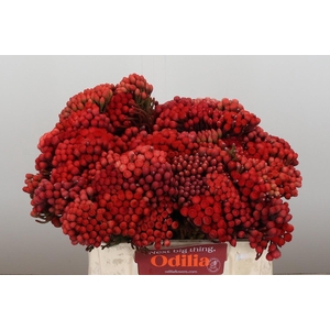 Kaaps Groen Red Brunia Small