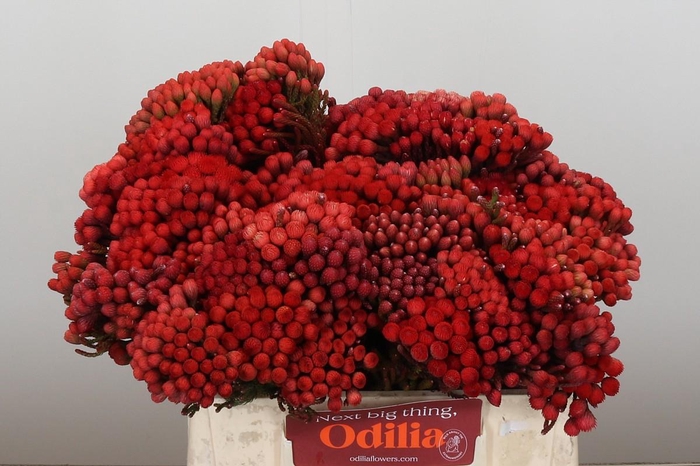 <h4>Kaaps Groen Red Brunia Small</h4>