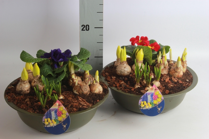 <h4>ARR BOL KNOLGEWAS</h4>