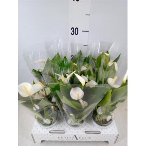 Anthurium andr. 'White Champion'