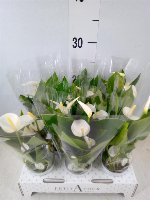 <h4>Anthurium andr. 'White Champion'</h4>