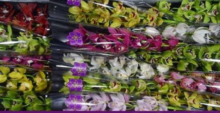 <h4>Cymb Mi Gem</h4>