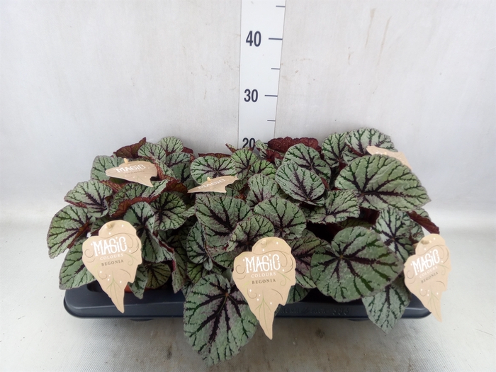 <h4>Begonia BD 'MagicColours Salsa'</h4>