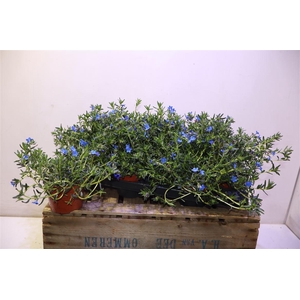 Glando Dif Heaven Bl