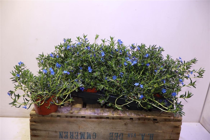 <h4>Glando Dif Heaven Bl</h4>