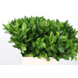 Ruscus