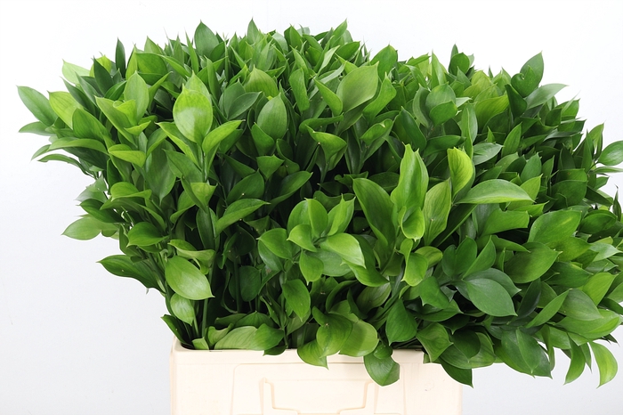 <h4>Ruscus</h4>
