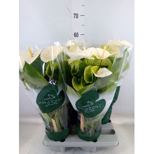 Anthurium andr. 'Samora'