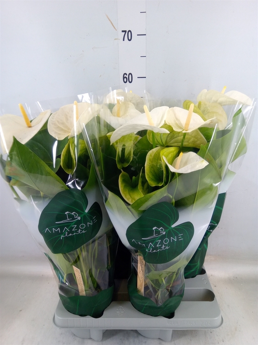 <h4>Anthurium andr. 'Samora'</h4>