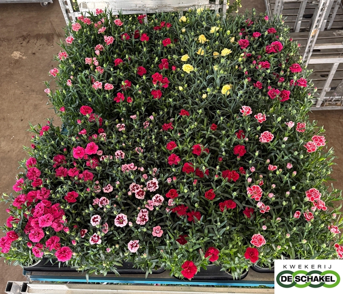 <h4>DIAN MIXKAR 7 KLEUR</h4>