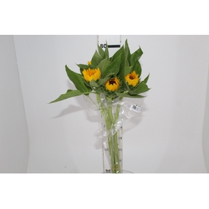 GIRASSOL 070 CM