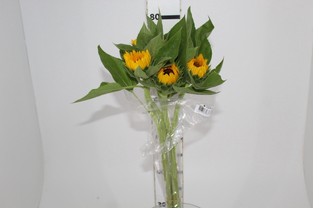 <h4>GIRASSOL 070 CM</h4>
