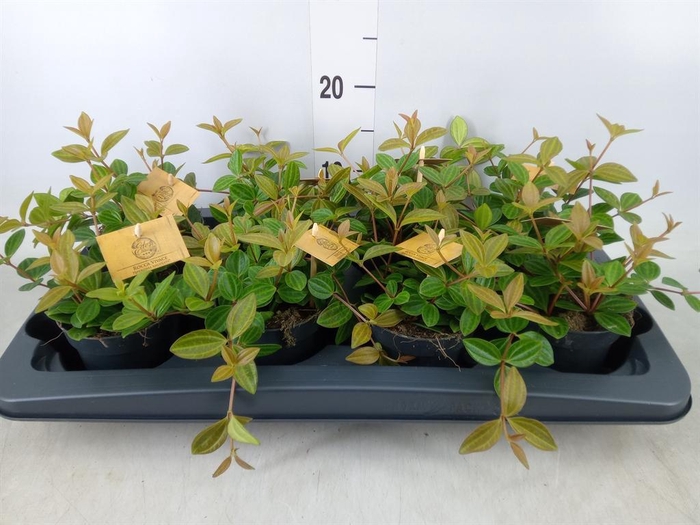 <h4>Peperomia angulata</h4>